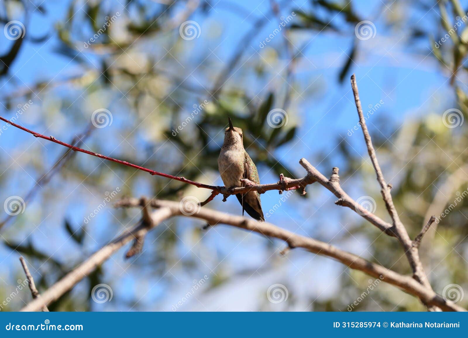 california wildlife series - anna hummingbird - calypte anna