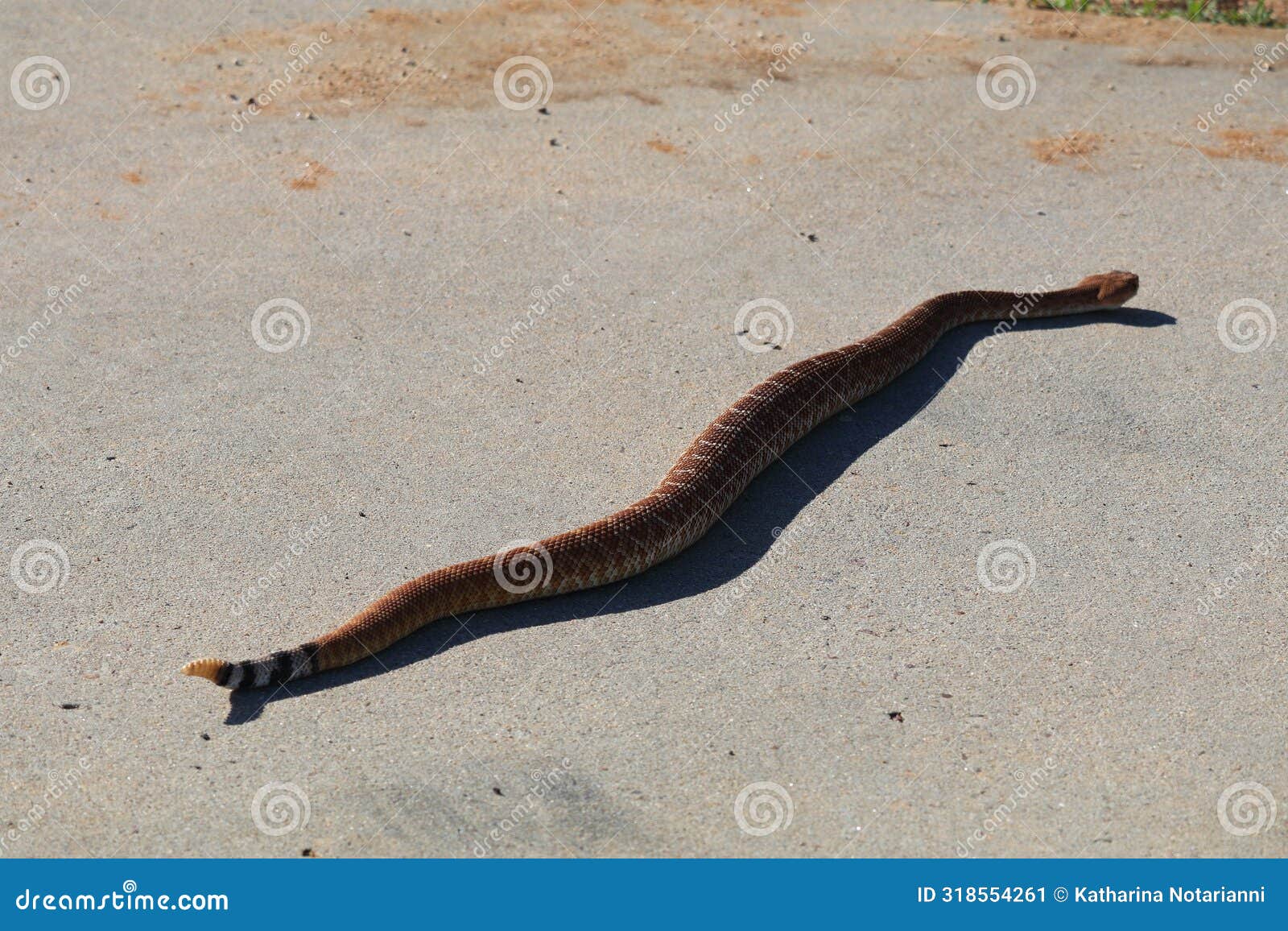 california wildlife series - red diamond rattle snake with rattle - crotalus ruber