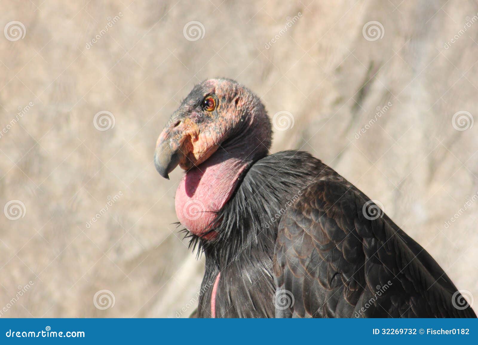 californian condor (gymnogyps californianus)