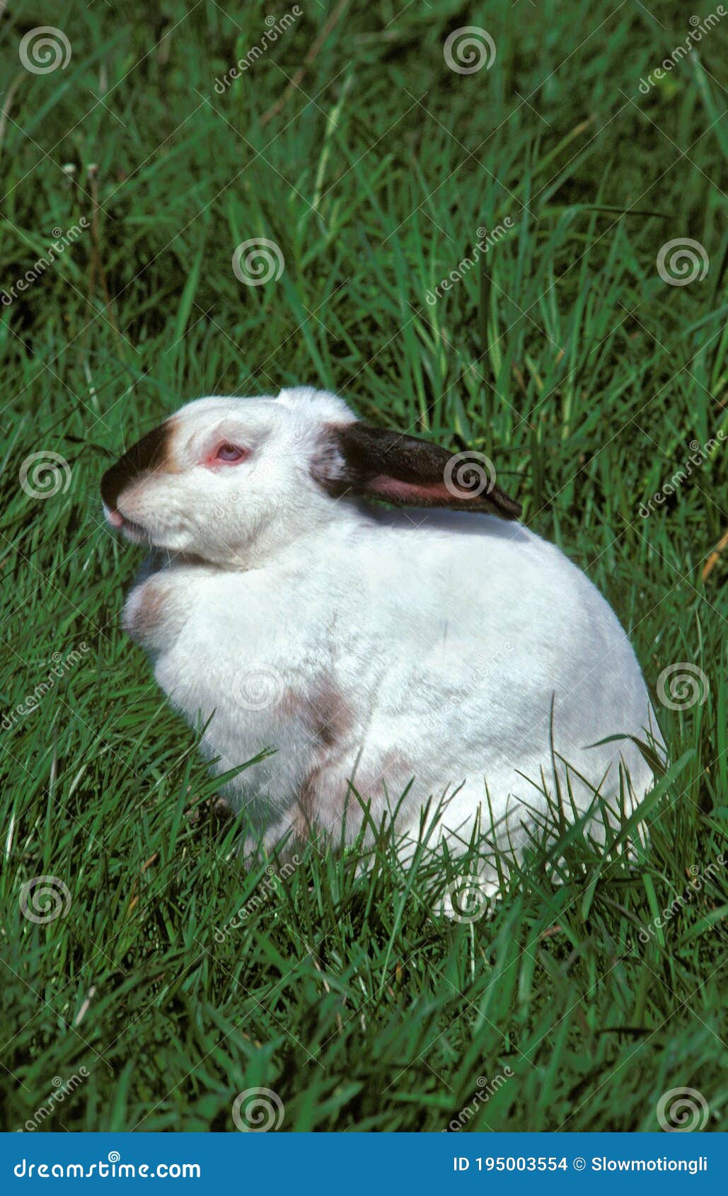 Californian Rabbit Breed From United States Stock Photo Image Of Animal Outdoor 195003554