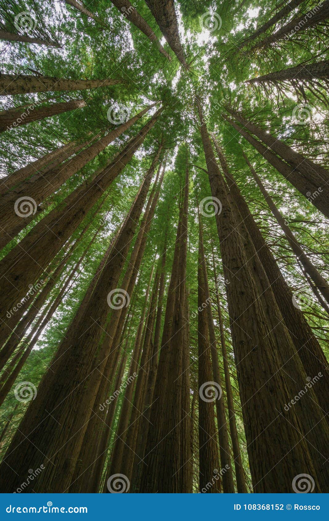 californian redwood forest, great otway national park, victoria, australia.