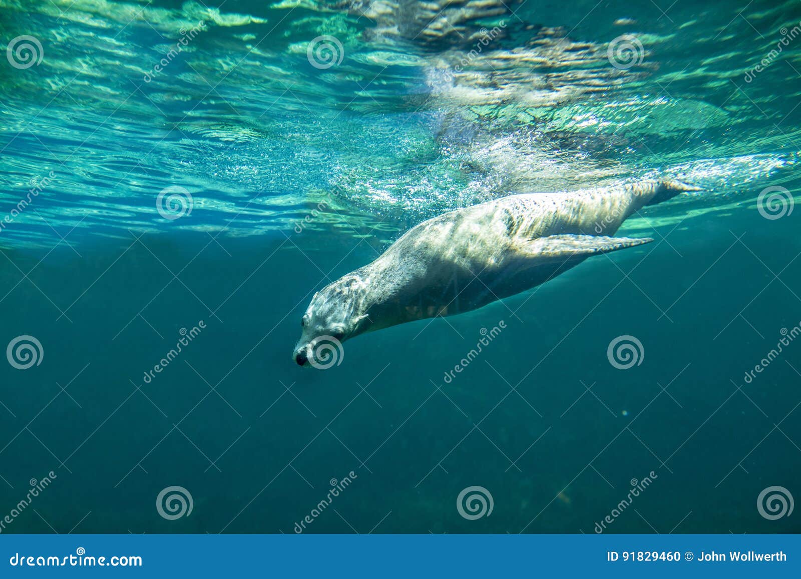 californian sea lion zalophus californianus swimming underwate