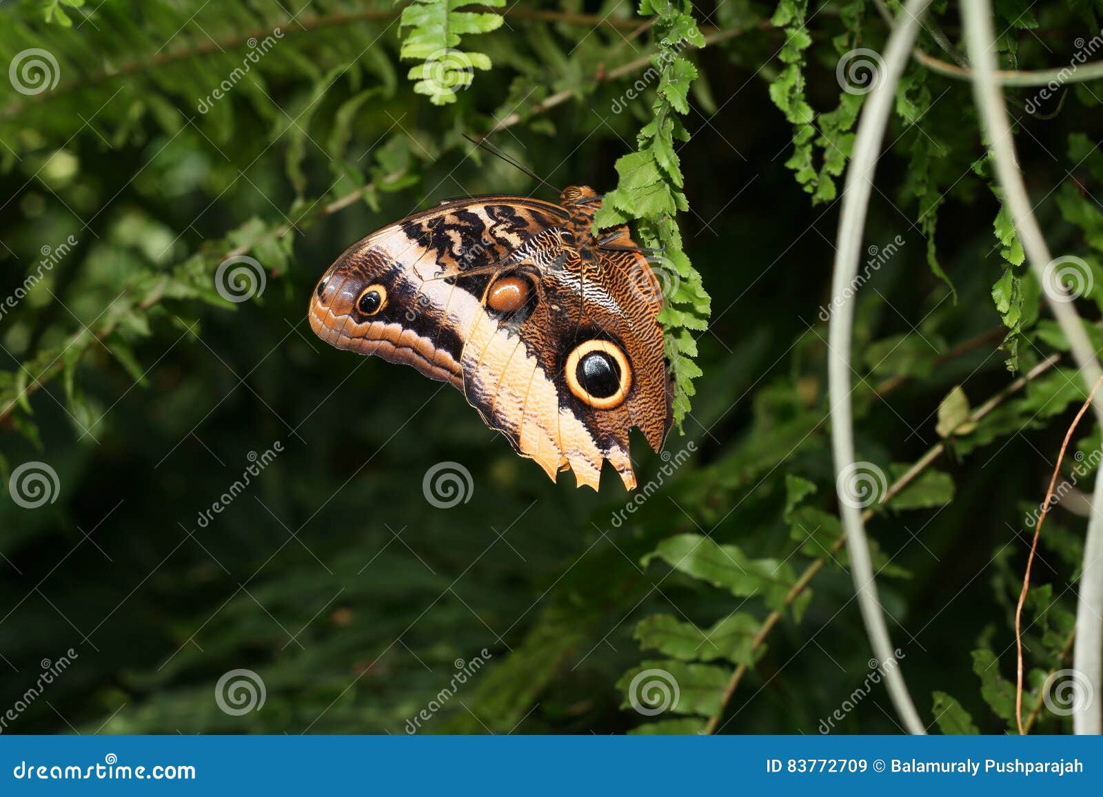 caligo or owl butterfly