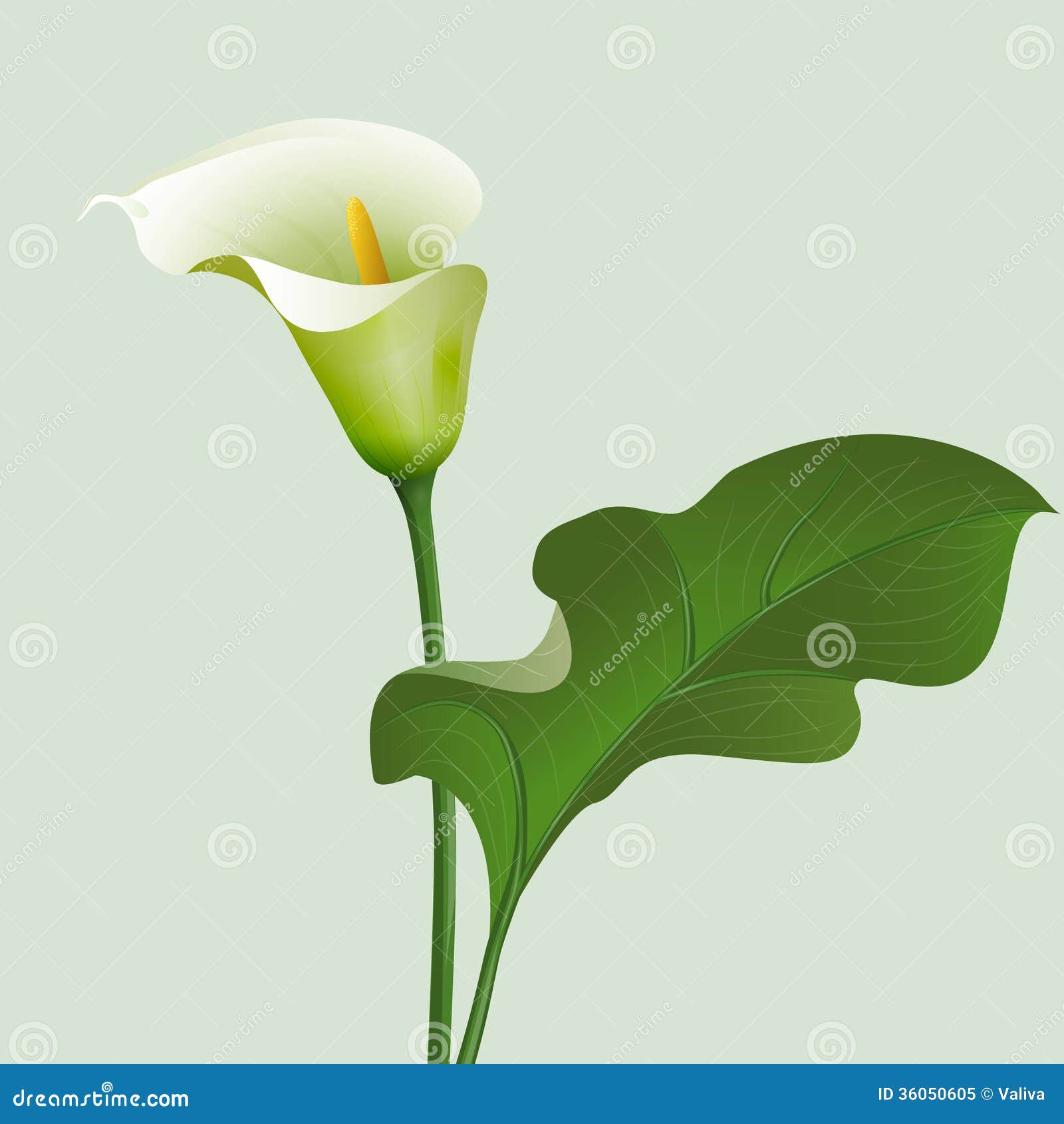 calla royalty free stock photo image 36050605 calla royalty free stock photo image 36050605