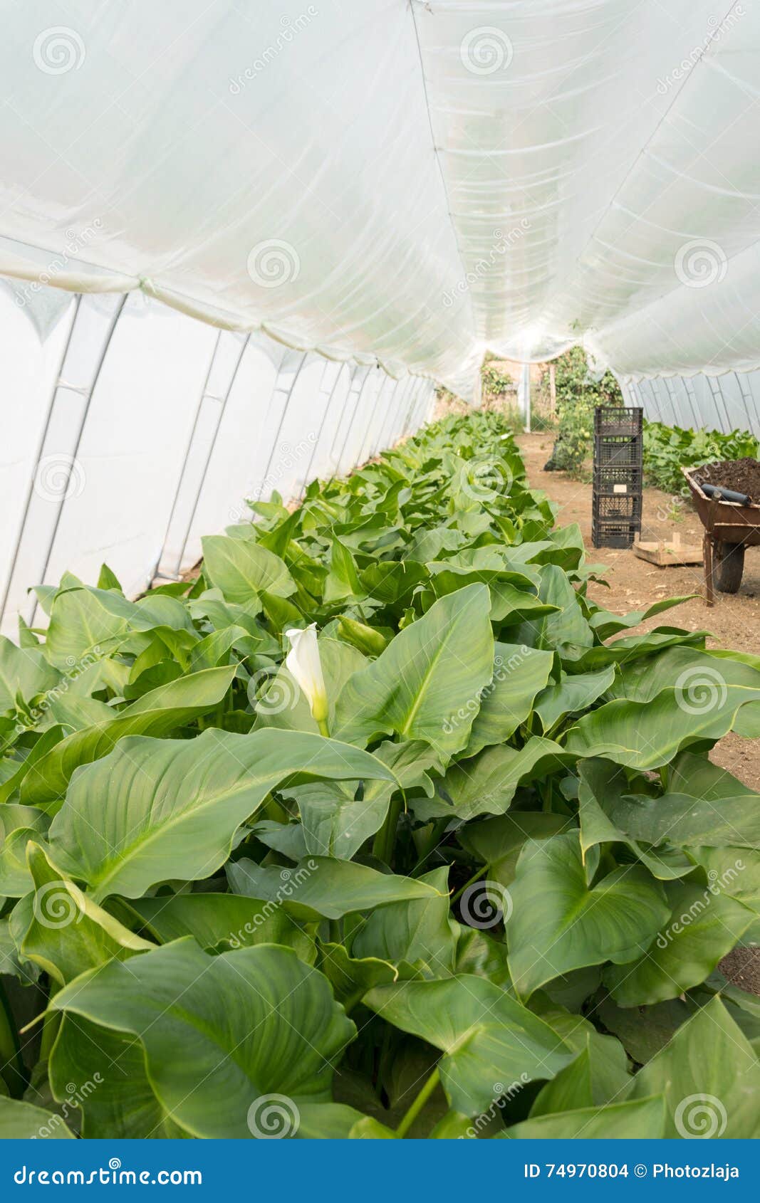 Calla Flowers in Greenhouse Production Stock Photo Image of small