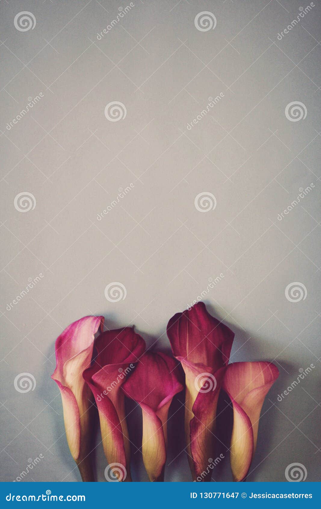 Calla Lilies on blue stock image. Image of flowers, minimalist - 130771647