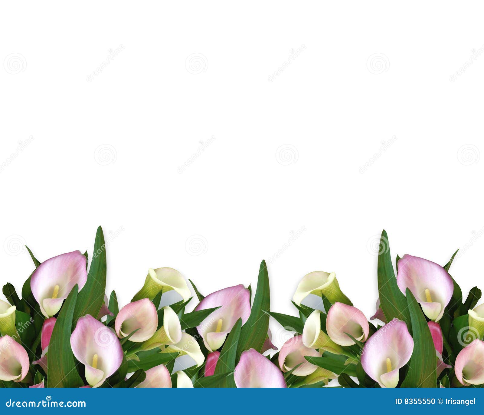 Calla Lilies Border stock illustration. Illustration of background