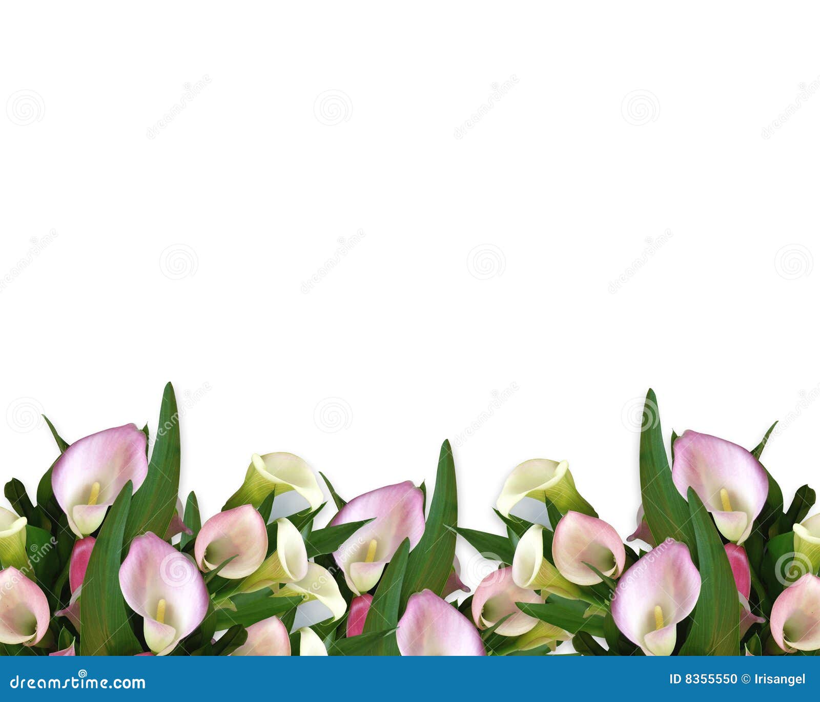 calla lilies border