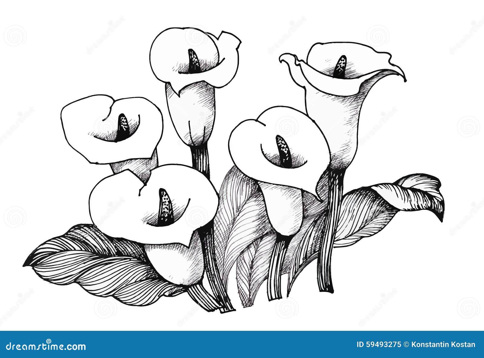 Calla Lilly Floral, Black and White Illustration Background Stock