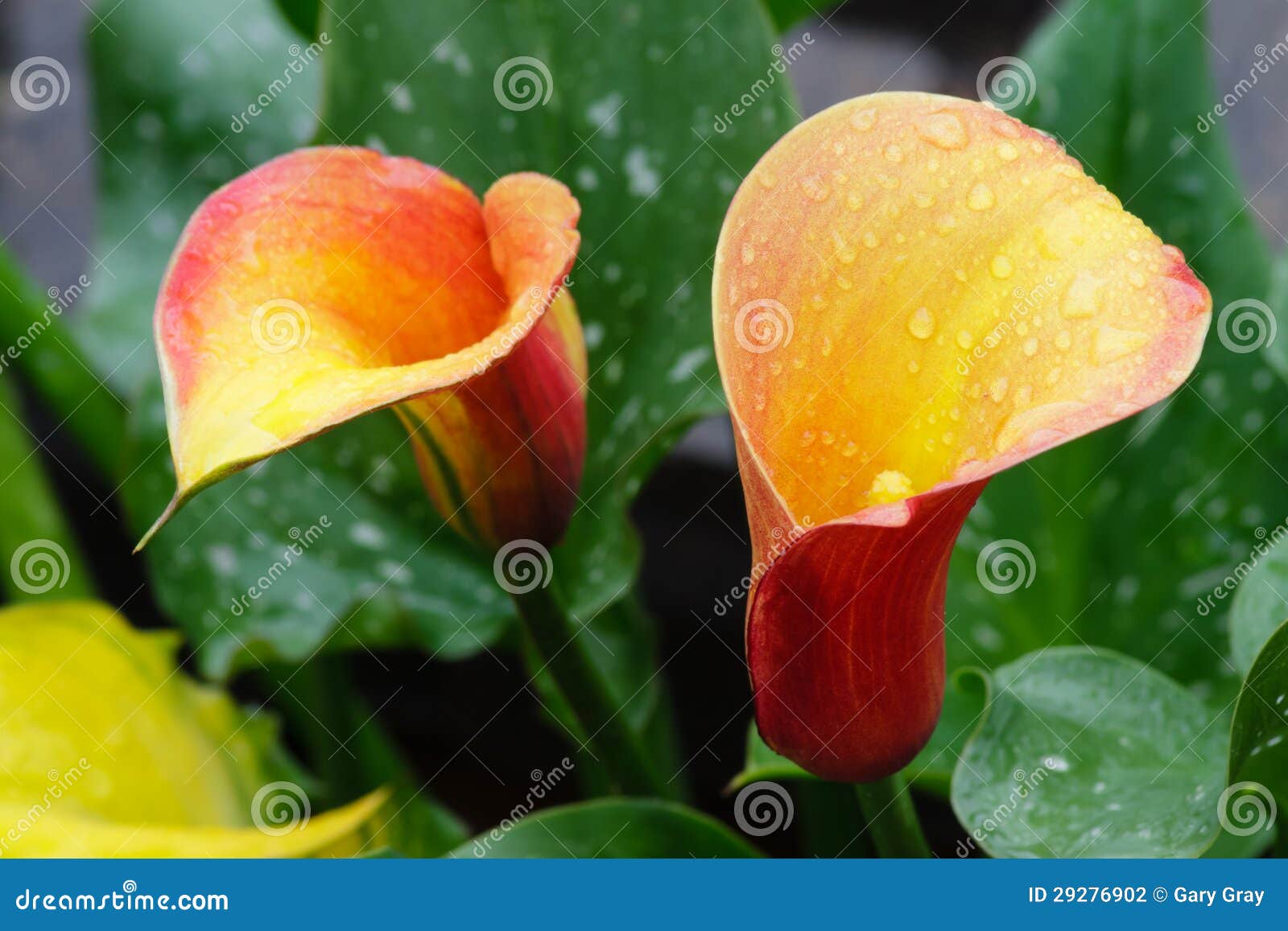 Calla Lily stock photo. Image of flower, insects, orchids - 29276902