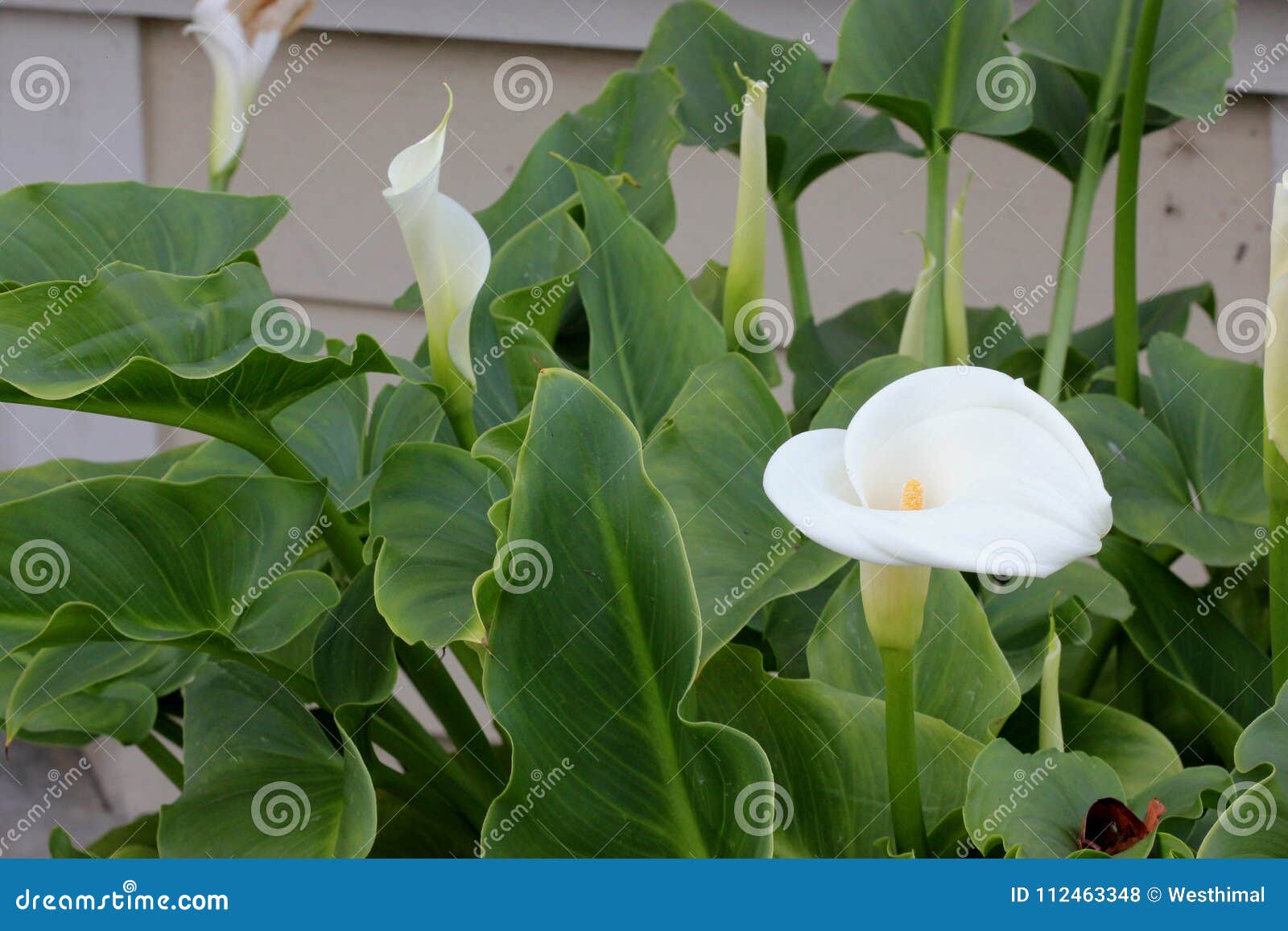 Calla Lily, Arum Lily, Zantedeschia Aethiopica Stock Photo   Image ...