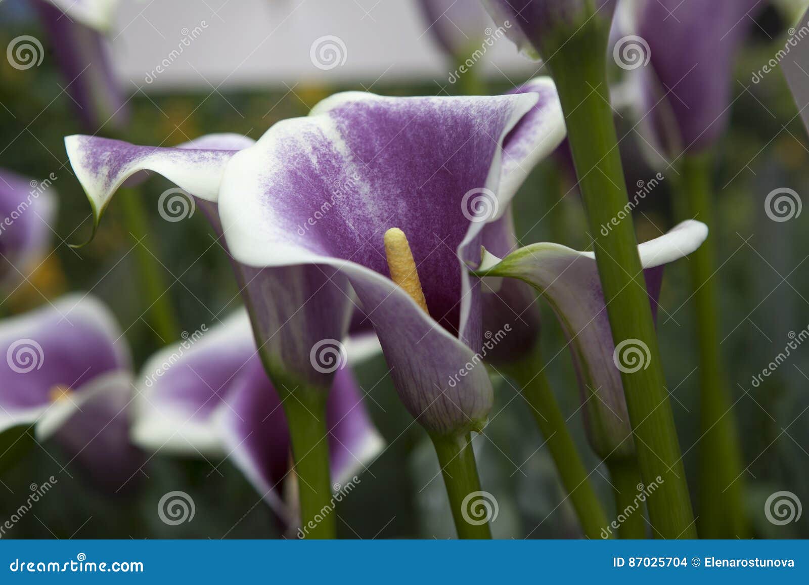 Calla Lily Bulb Picasso, Zantedeschia - Amerikaanse Weiden Stock Foto ...