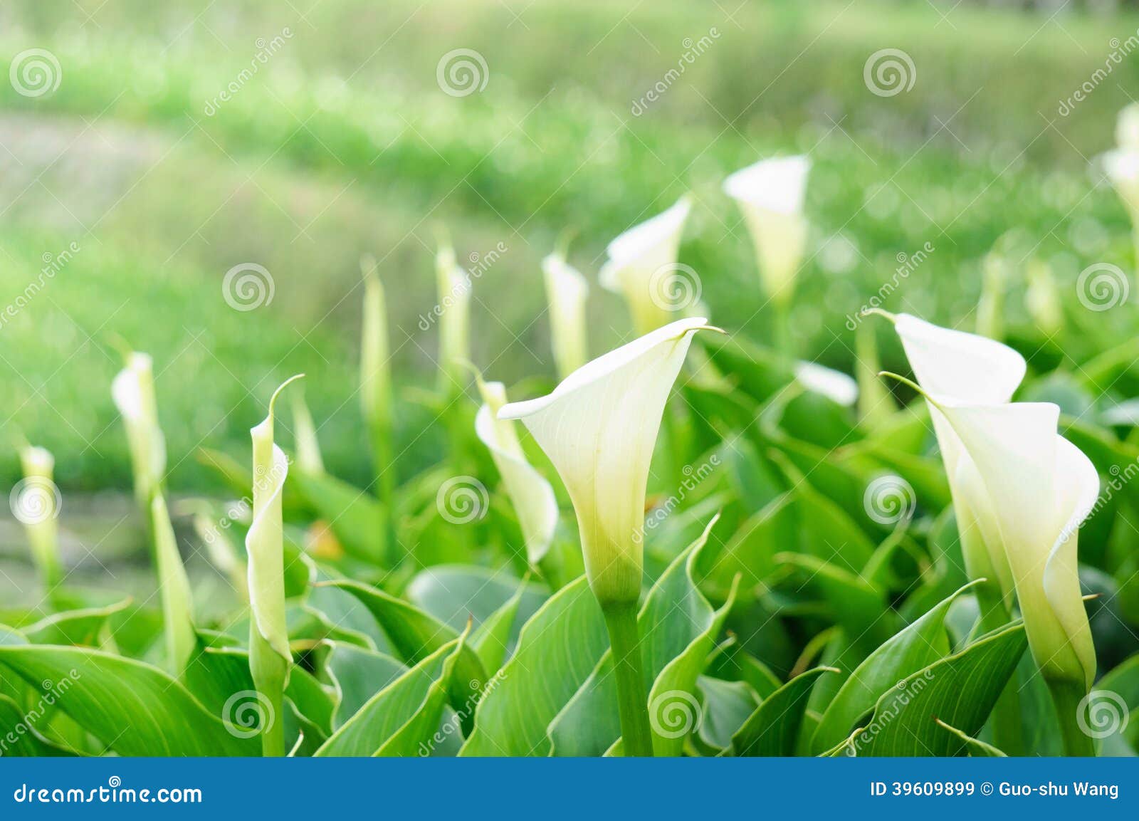 Calla Lily farm stock image. Image of lily, flower, solitude - 39609899