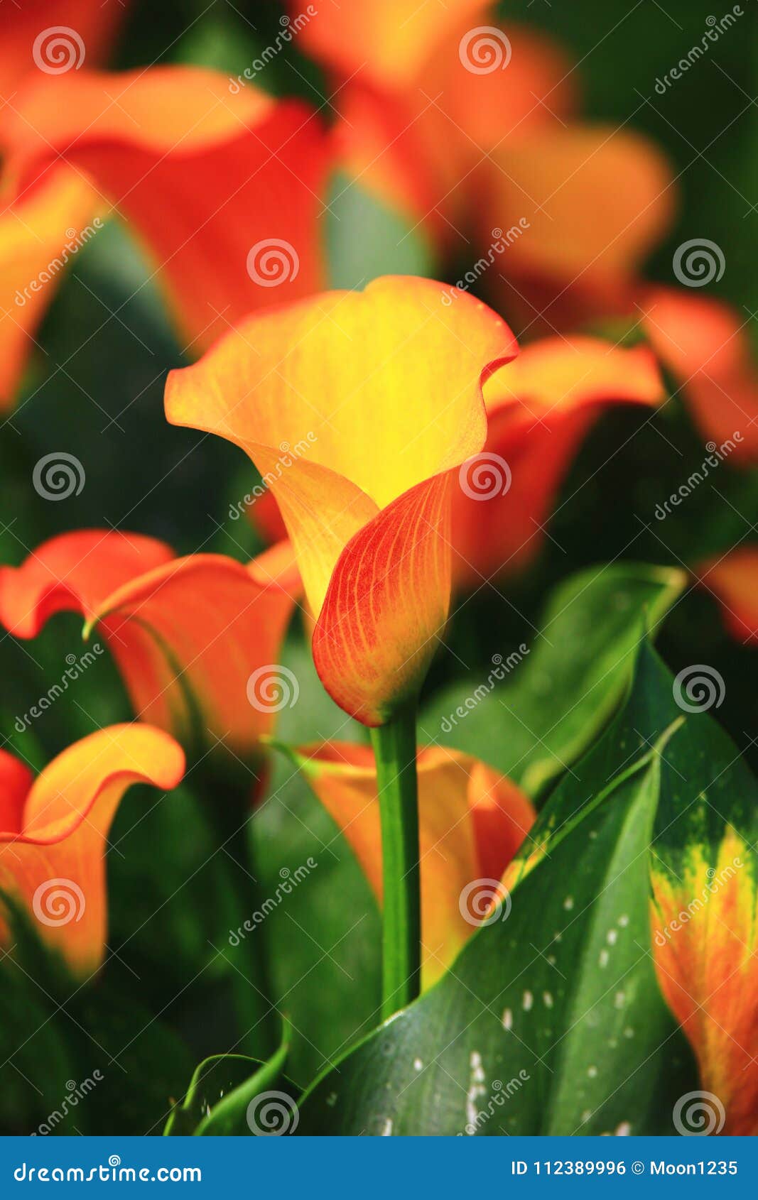 Calla lily field closeup stock photo. Image of gorgeous - 112389996