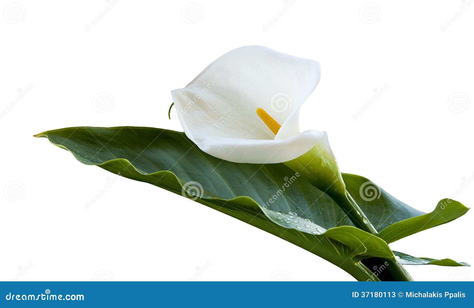Calla lily flower stock image. Image of calla, elegance 37180113