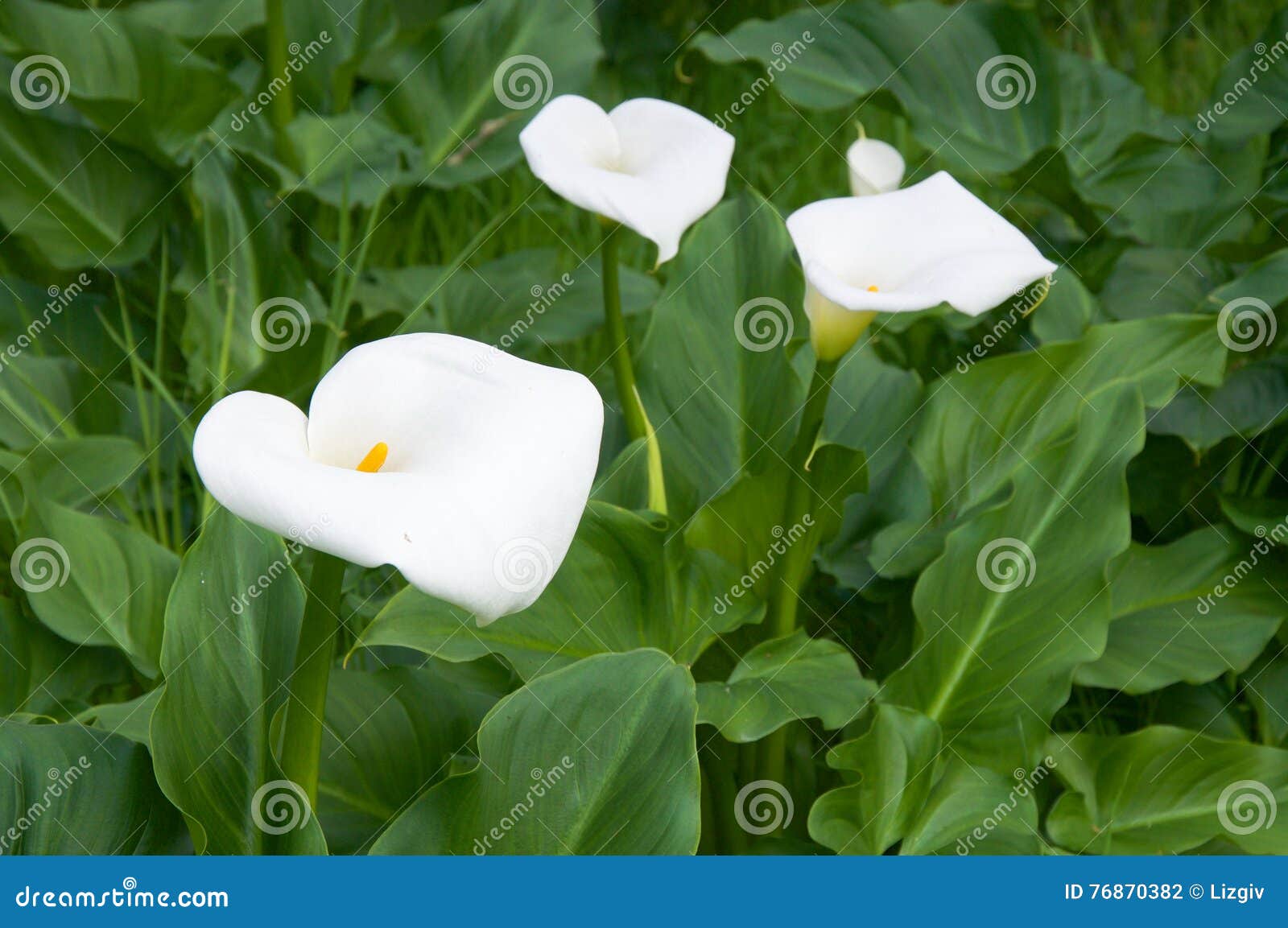 Calla Lily Flowering Plant stockfoto. Bild von australisch   20
