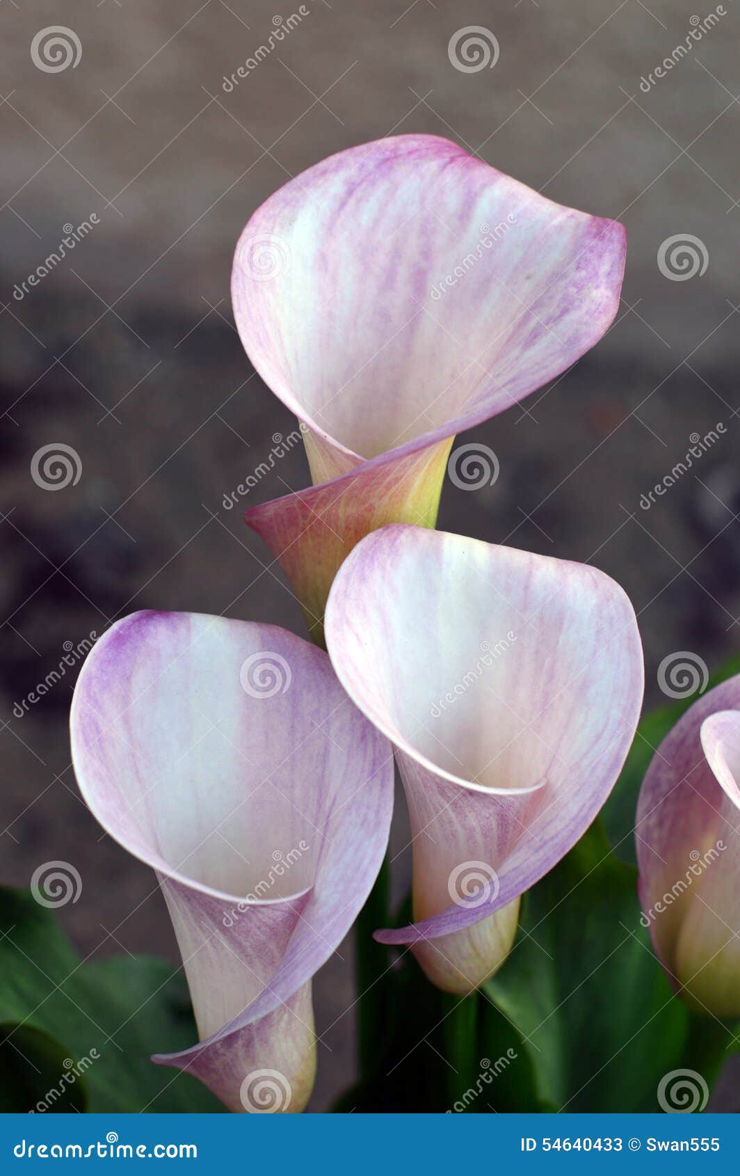 Calla Lily Flowers stock image. Image of arum, curl, natural - 54640433