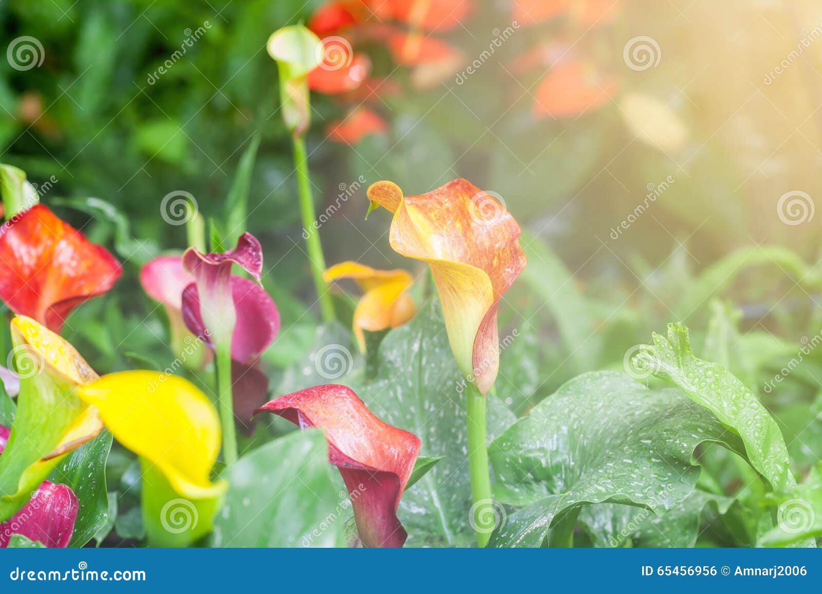 Calla lily flowers stock photo. Image of lily, pattern 65456956