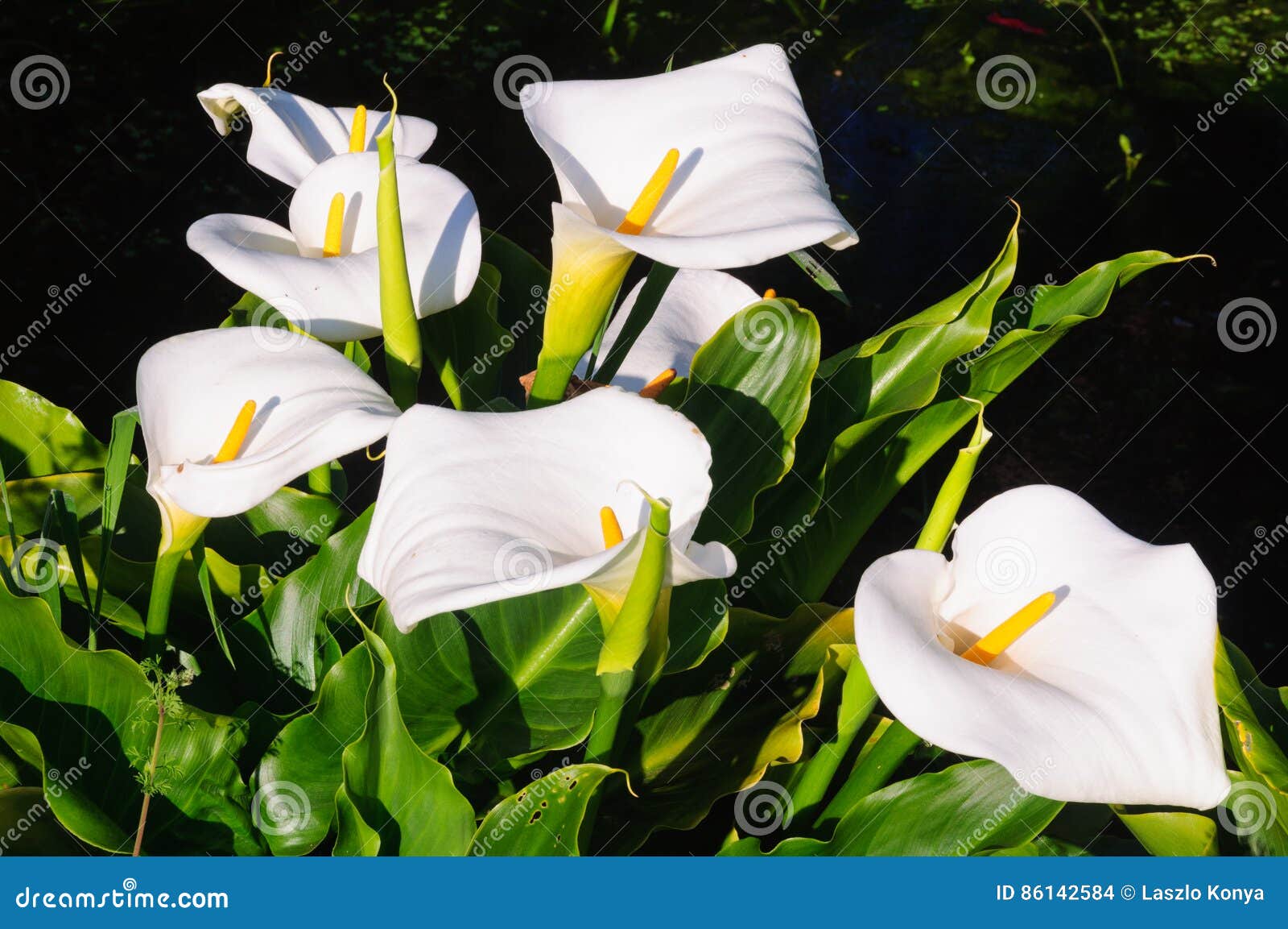 Calla Lily 1 - Grampians stock photo. Image of lilies - 86142584