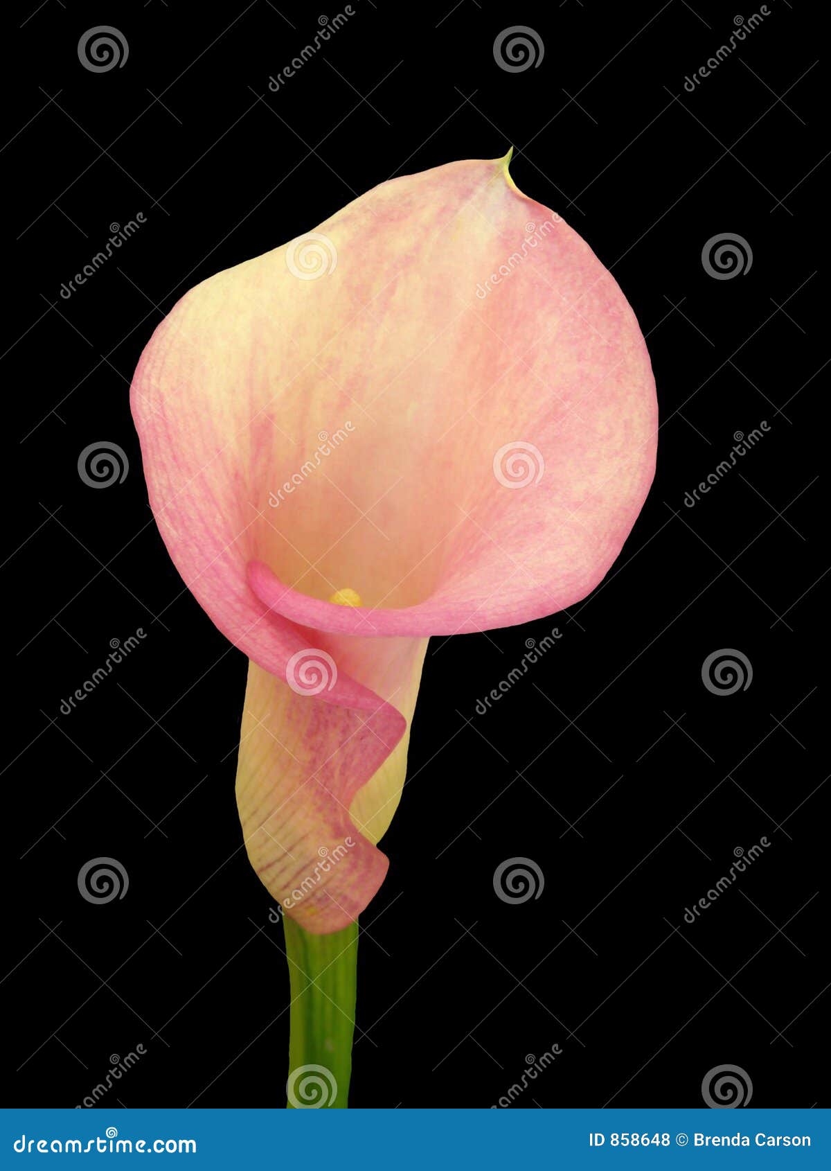 Calla Lily Pink Royalty Free Stock Photos Image 858648