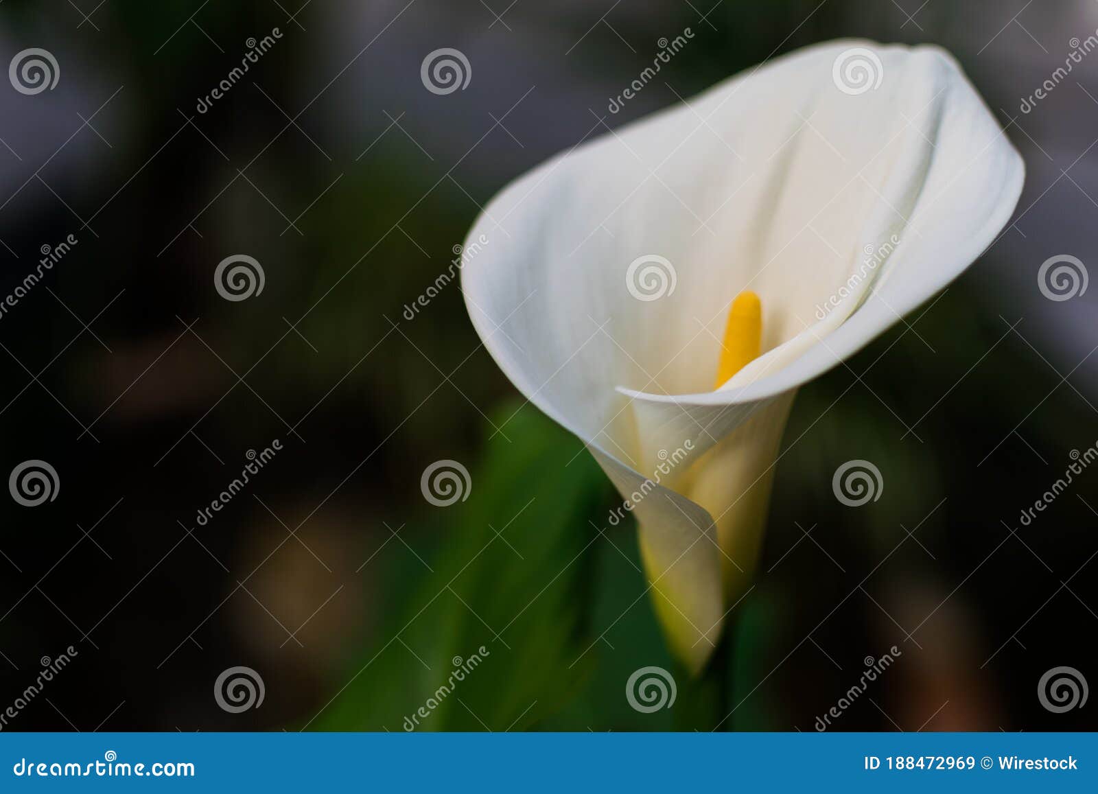 Sunlight In Calla Lily Forest Stock Image 76844623