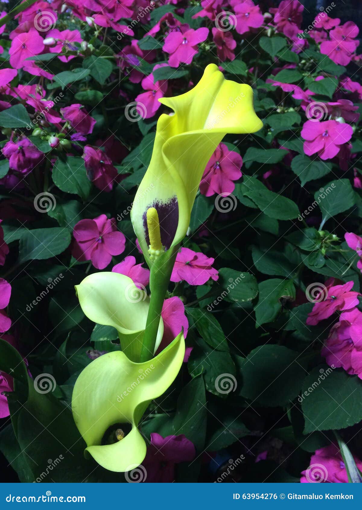 Calla Lily Yellow photo stock. Image du jardin, jaune 63954276