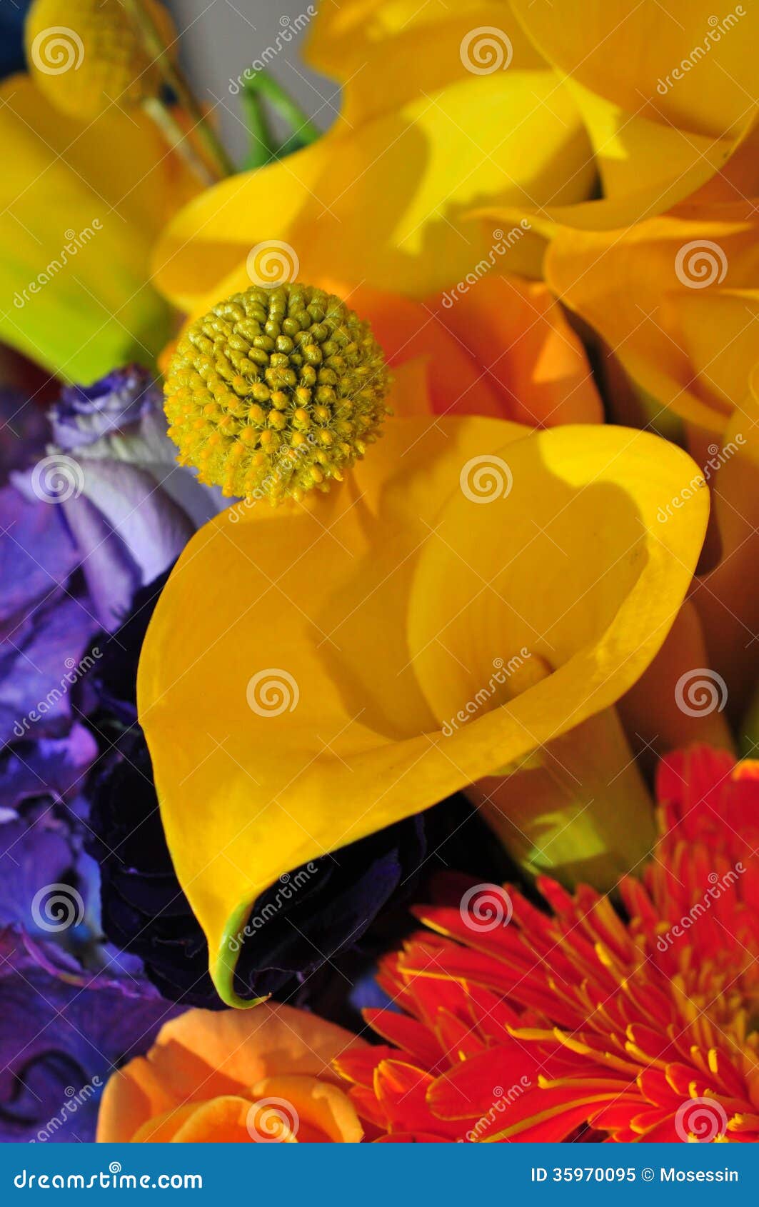 Calla stock image. Image of flowers, species, ball, lily 35970095