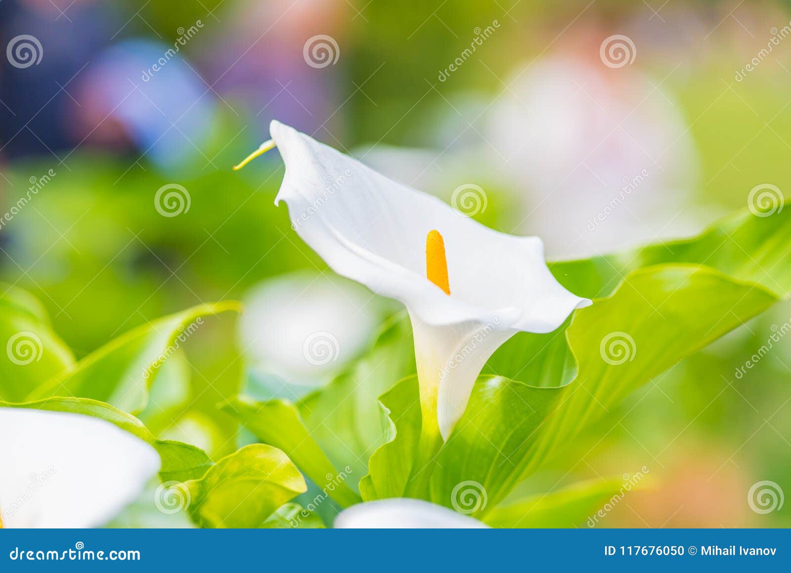 Calla Lily Flower stock photo. Image of common, shaped - 117676050
