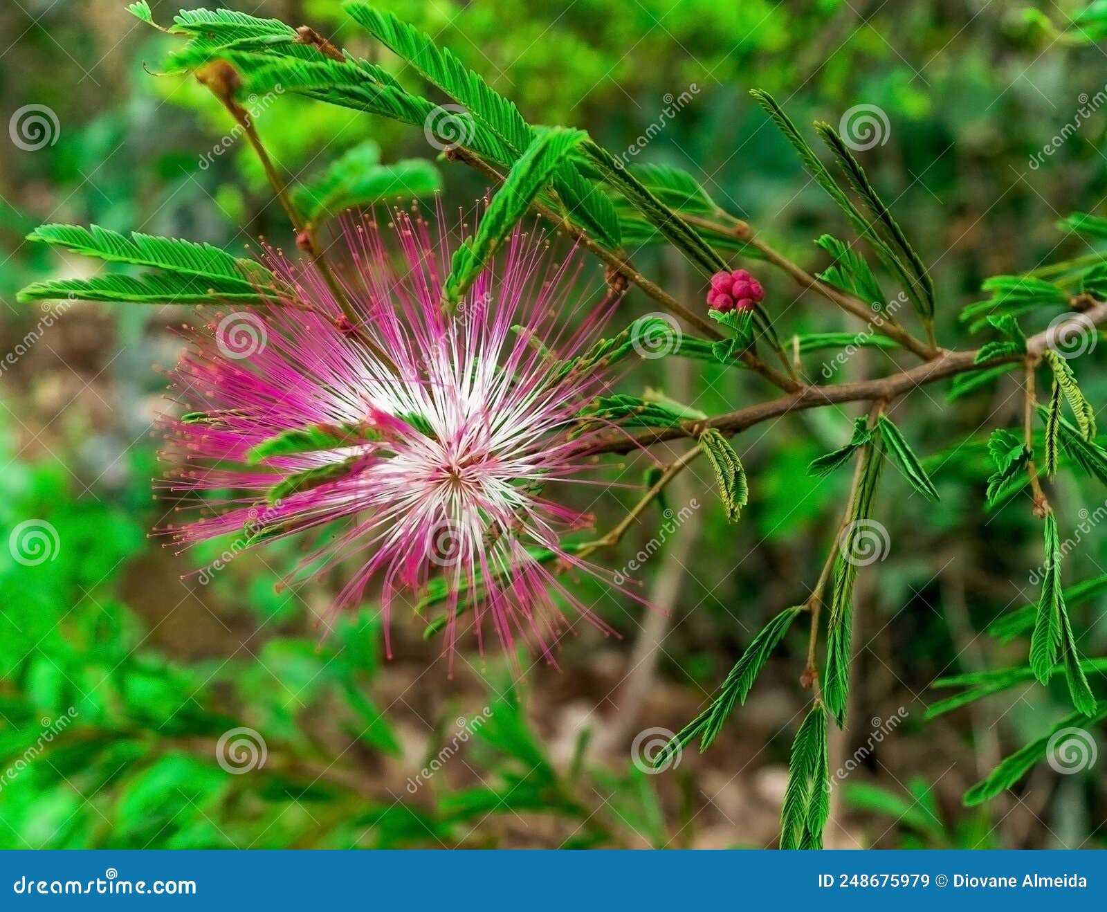 flower known as esponja or angel hair, a species of shrub photographed in the forests of the igarapÃÂ© region.