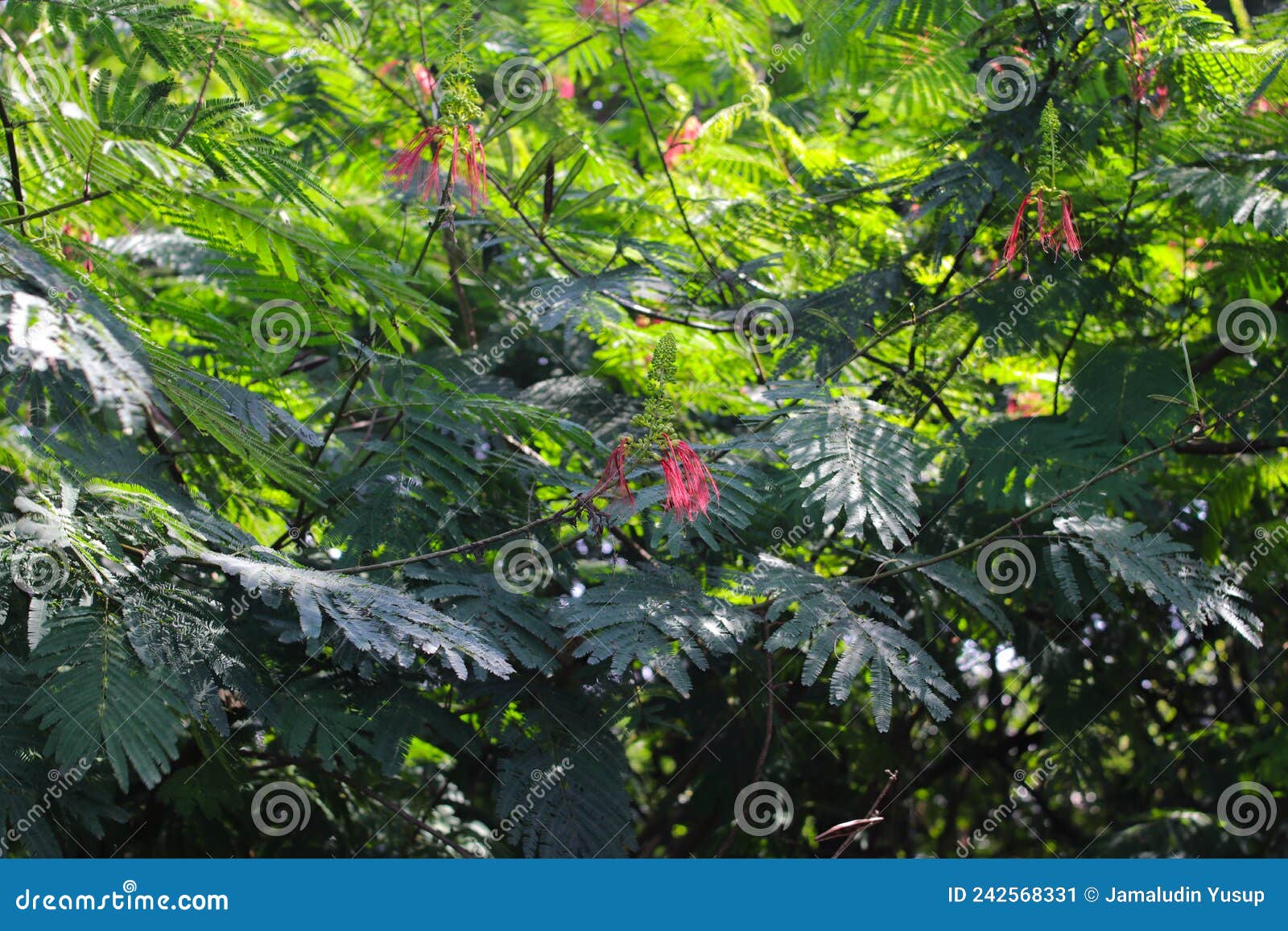 calliandra calothyrsus with buds and open flowers. its also known as anneslea acapulcensis britton and rose, calliandra