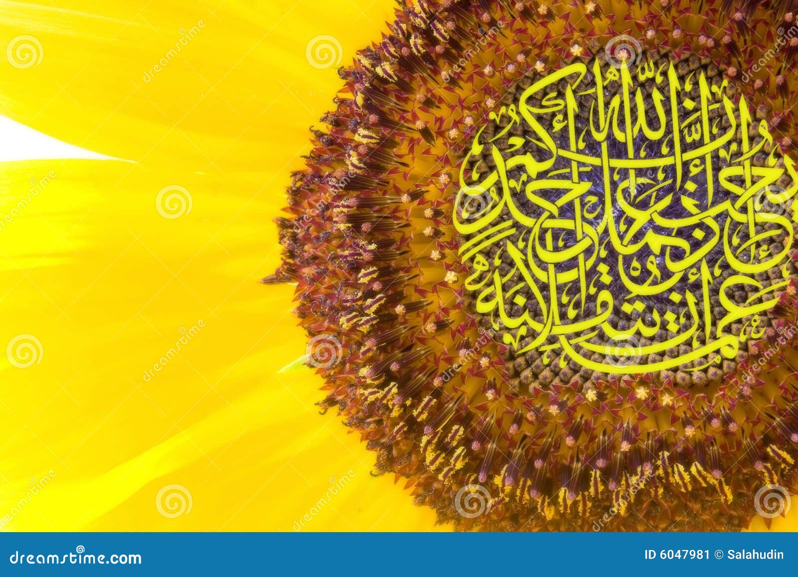 Calligraphy on sunflower stock image. Image of sunflower 6047981