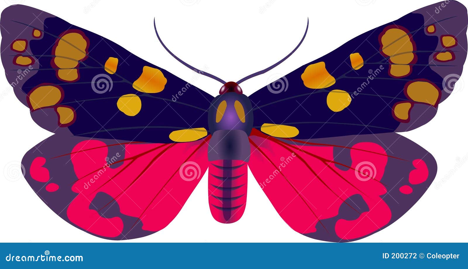callimorpha moth