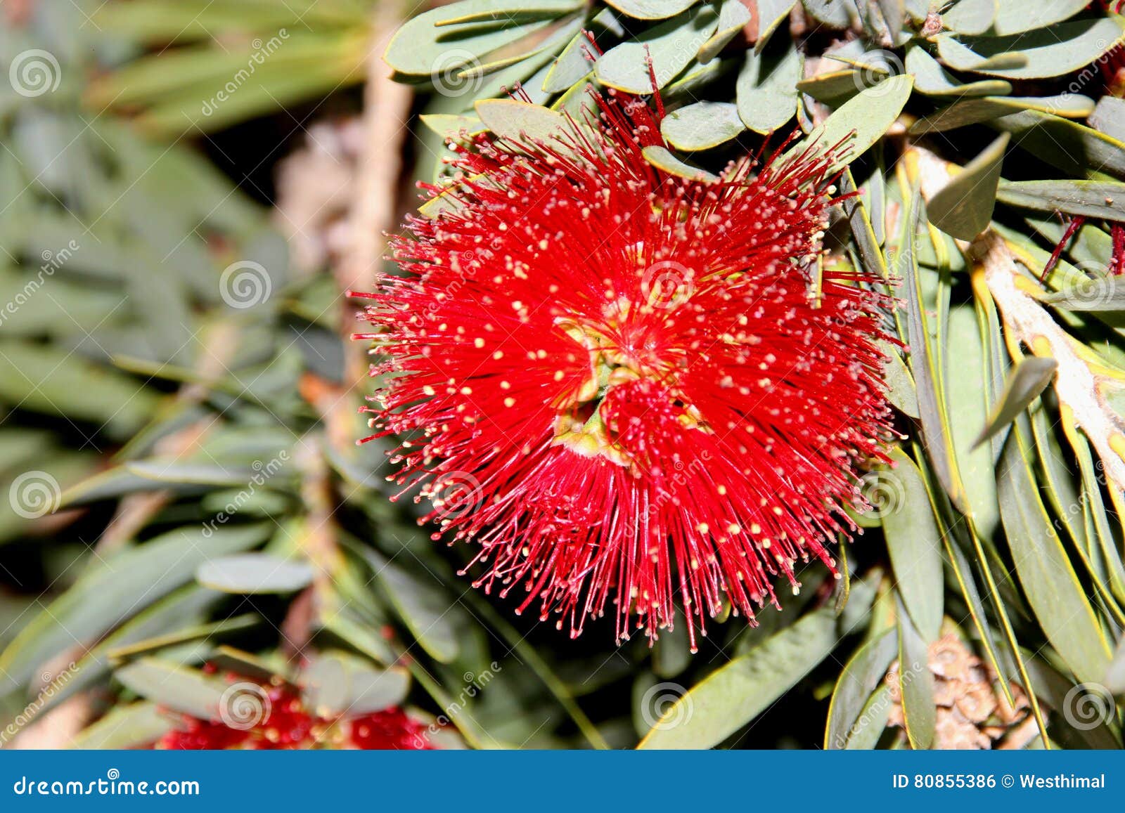 Callistemon Citrinus Kleiner John Kleiner John Dwarf Bottlebrush Stockfoto Bild Von Citrinus Dwarf 80855386