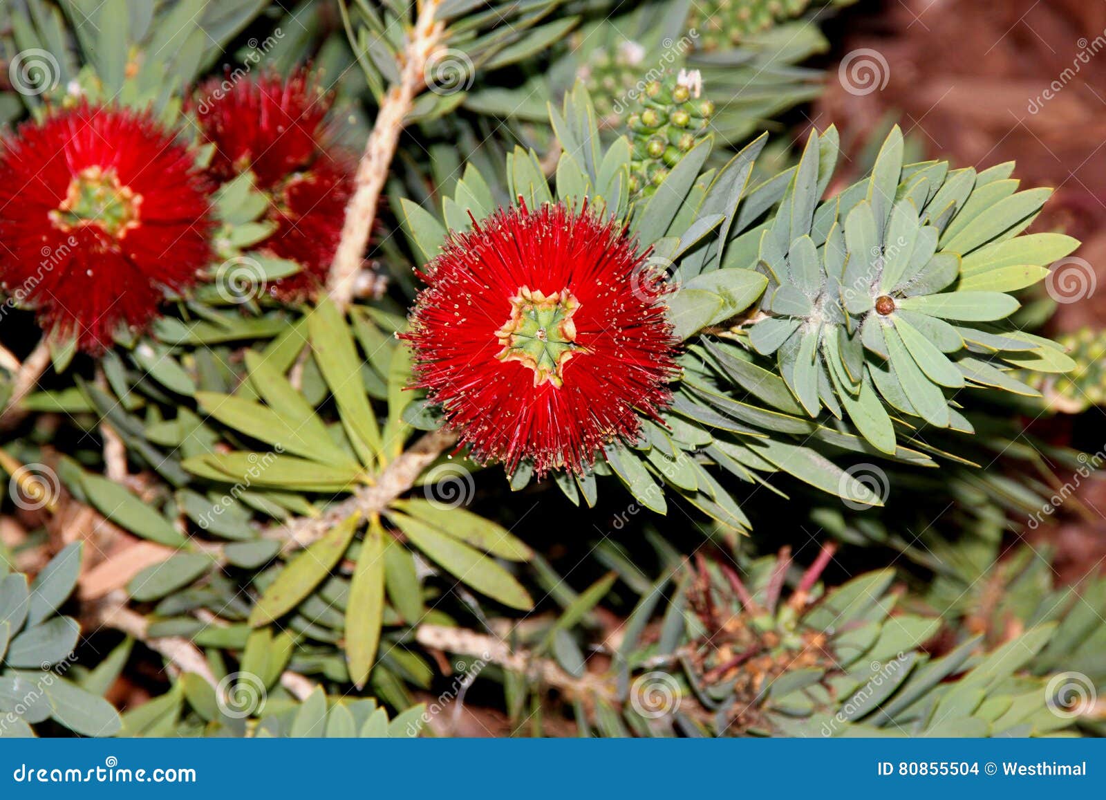 Callistemon Citrinus Kleiner John Kleiner John Dwarf Bottlebrush Stockfoto Bild Von Callistemon Dwarf 80855504