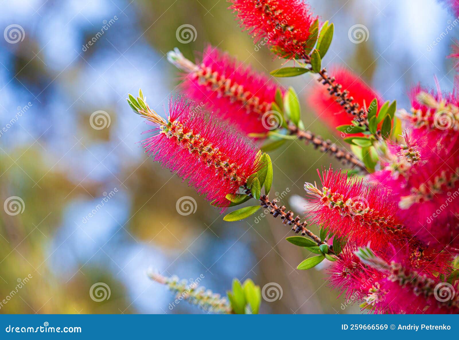Callistemon Rigidus or Flower Bottlebrush Rigid Red and Green Stock