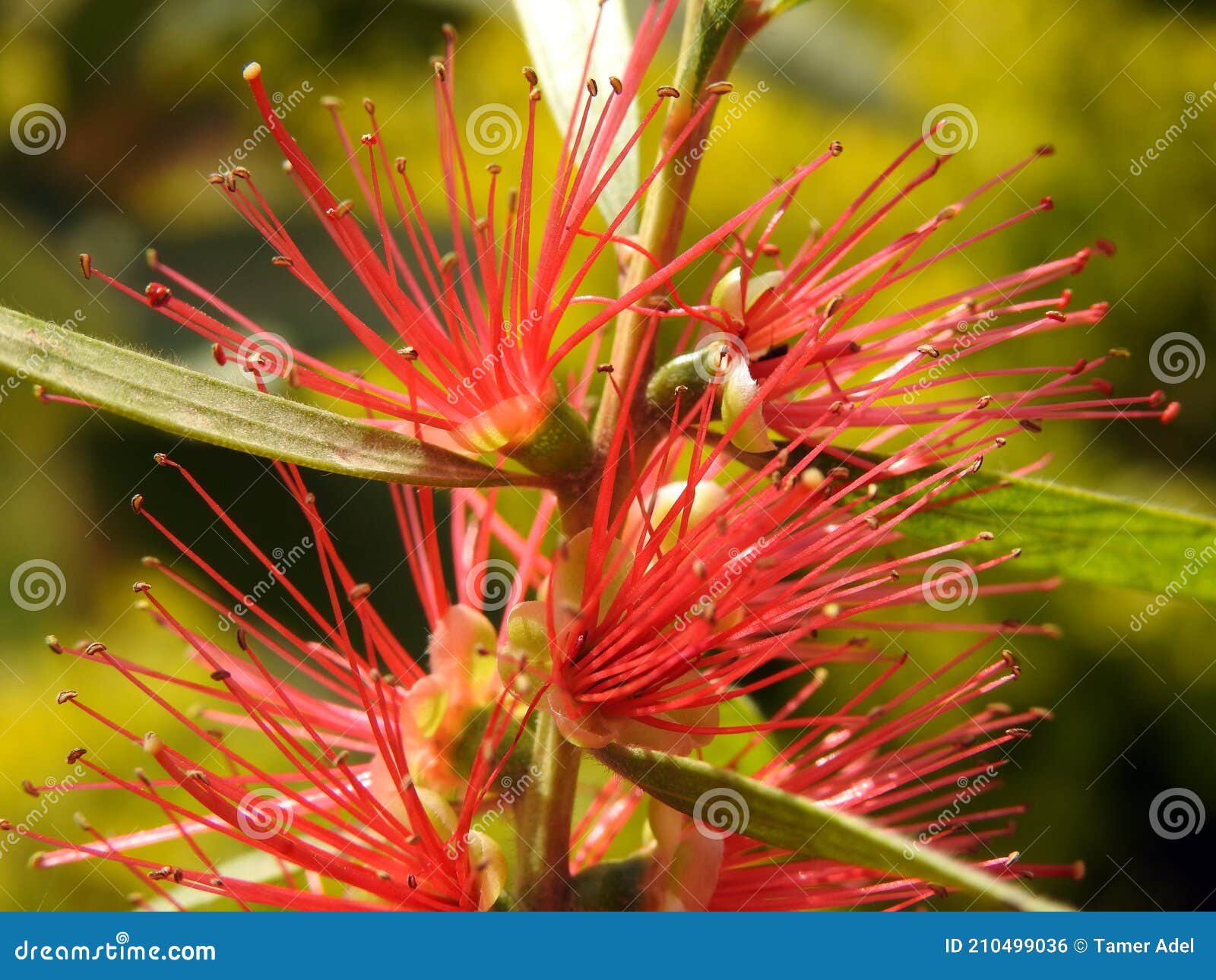 callistemon, bottlebrush plant flowers , red bottle brush flower close up view in a garden in cairo egypt