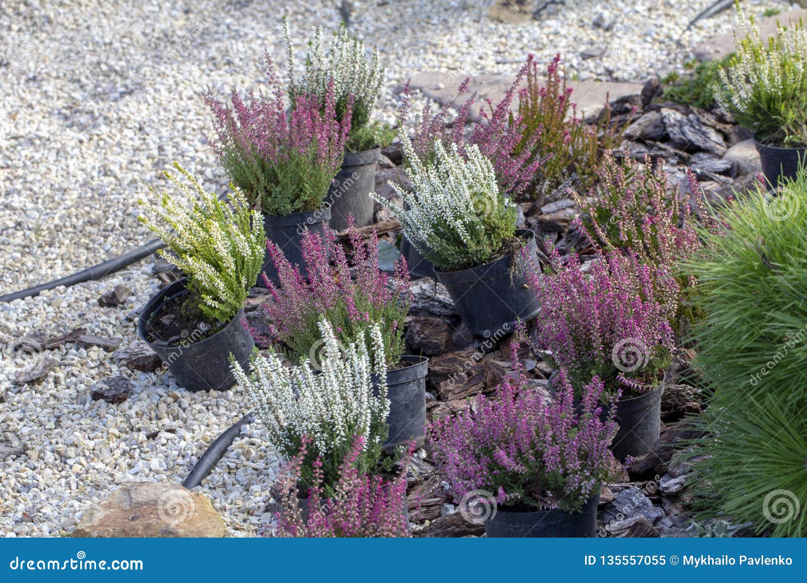 Erica vulgaris or calluna vulgaris, Common Heather, ling, heath or