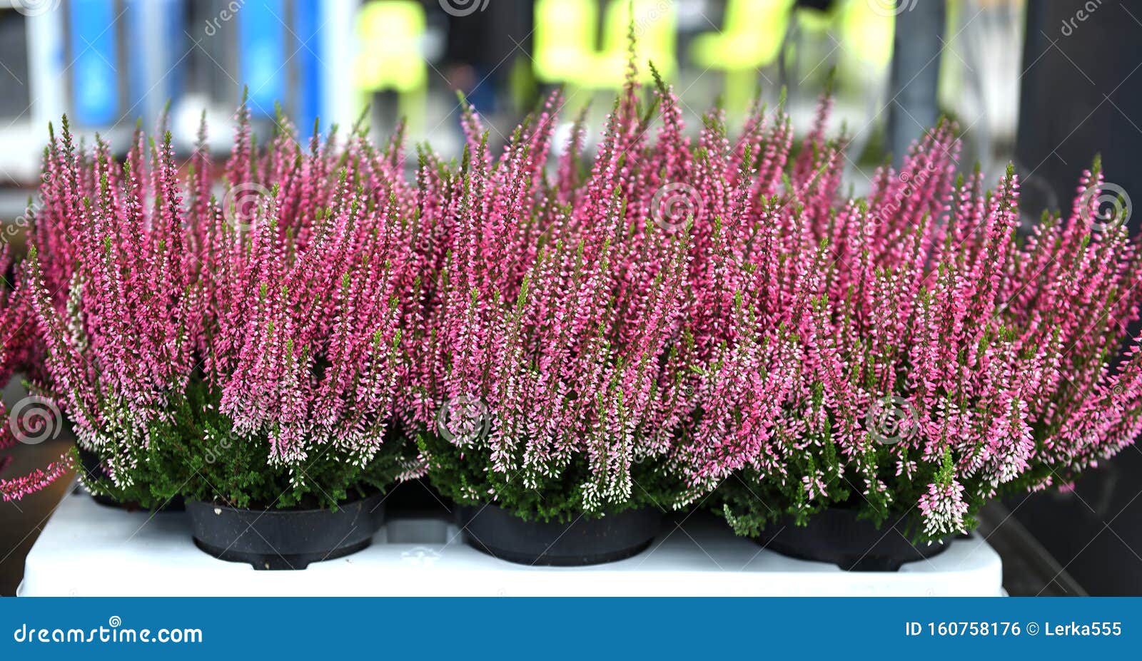 Erica vulgaris or calluna vulgaris, Common Heather, ling, heath or