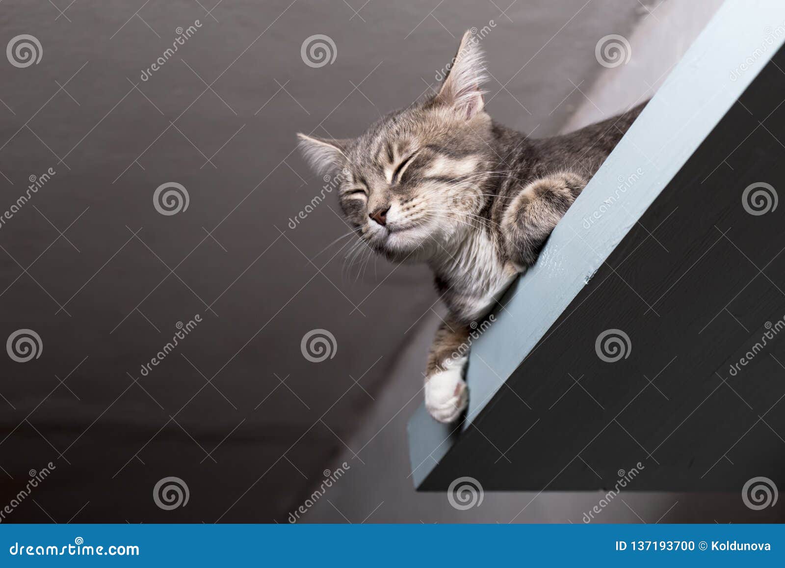 Calm Cat In Zen Resting And Dreaming On A Shelf Stock Photo