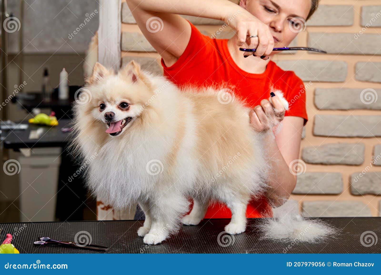 Calm Cute Spitz At Grooming Procedure Get Hair Cut By Professional Groomer In Salon Stock Photo Image Of Grooming Pomeranian Calm Cute Spitz At Grooming Procedure Get Hair Cut By Professional Groomer In Salon Stock Photo Image Of Grooming Pomeranian
