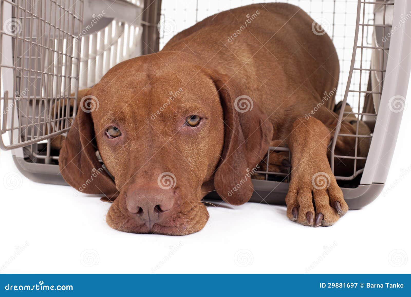 Dog in crate stock image. Image of gold, mammal, color 29881697