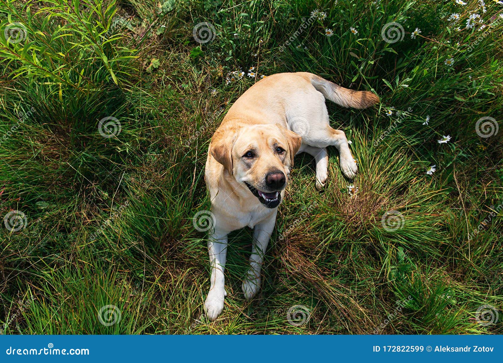 Calm best sale labrador retrievers