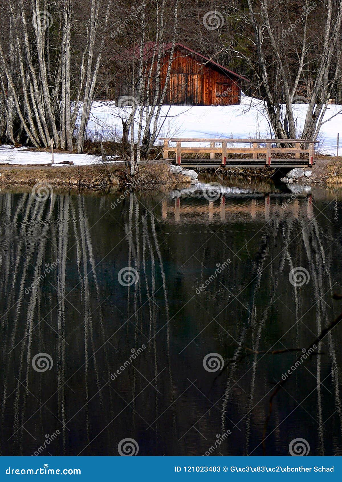 calm lake with wooden bridge and bald birch velvet mirroring