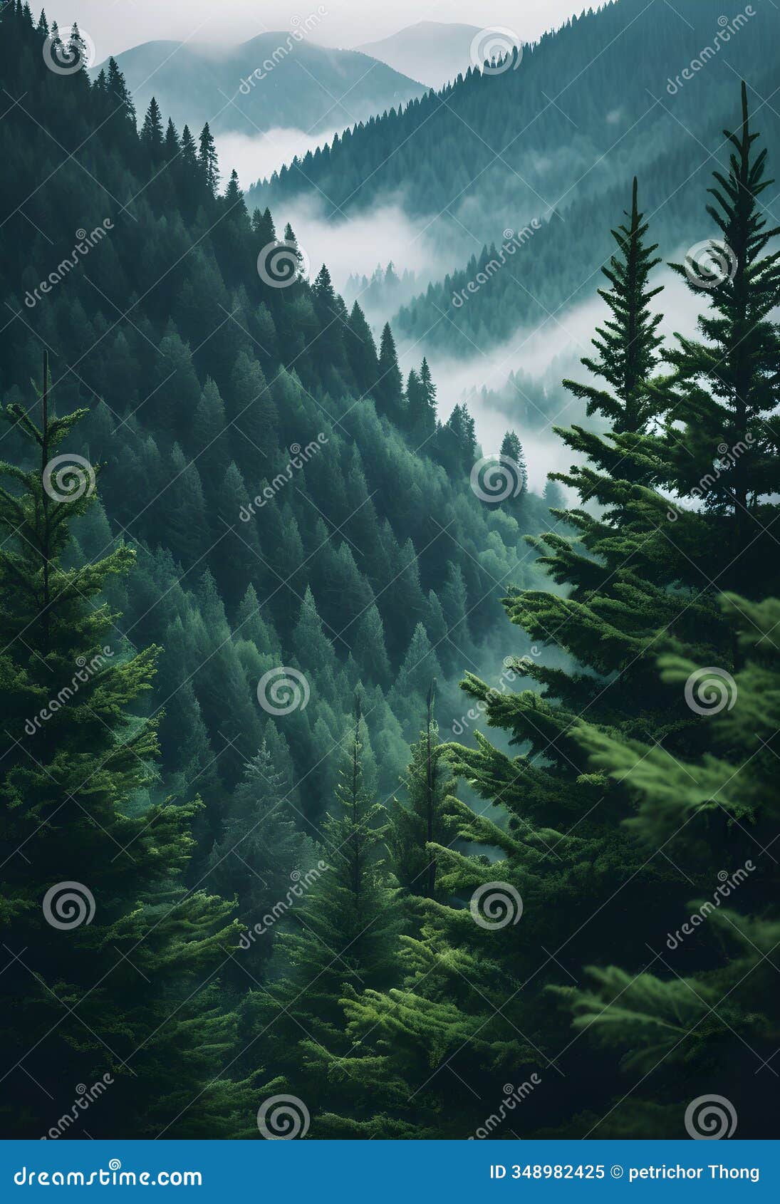 calm and peaceful pine forest in misty fog