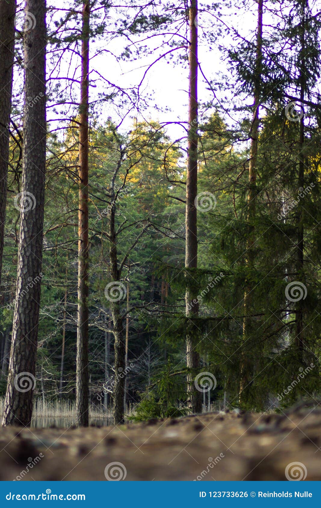 Sunny Spring Day In The Forest Stock Photo Image Of Beams Landscape