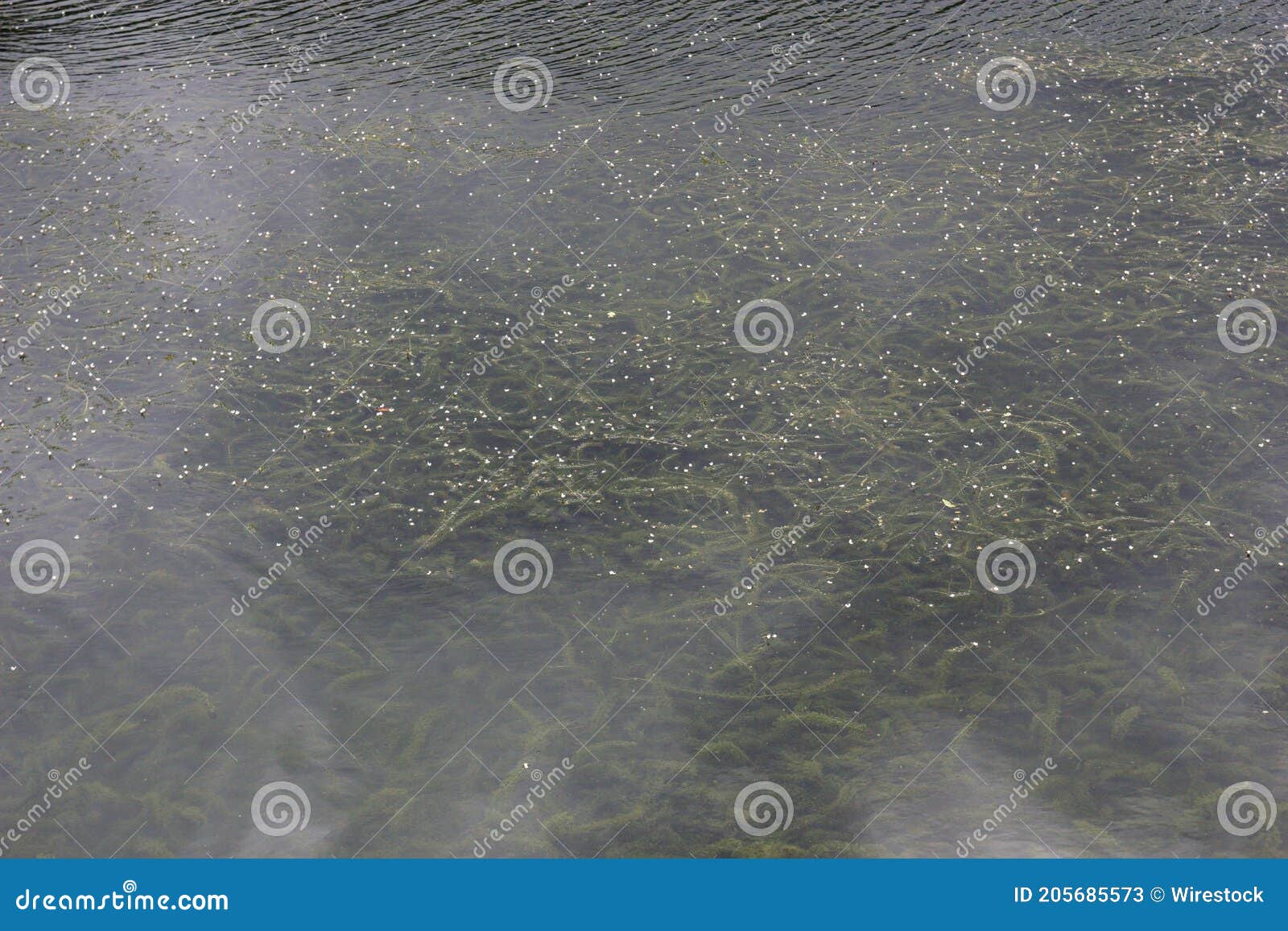 calm transparent water surface with seaweed algae beneath in sao miguel island, acores, portugal