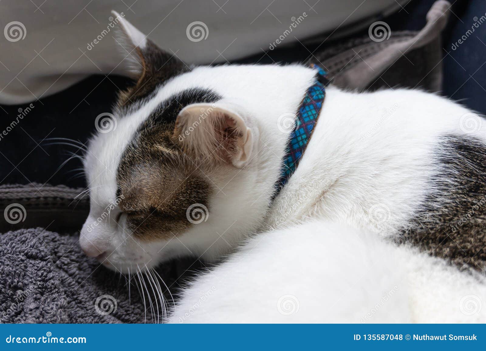 calm white sleeping domestic cat with blue neckband on cloth in winter day time