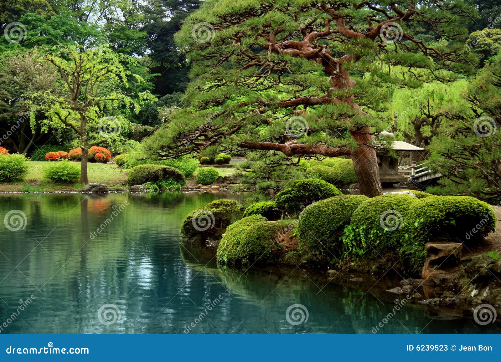 calm zen lake and bonzai trees