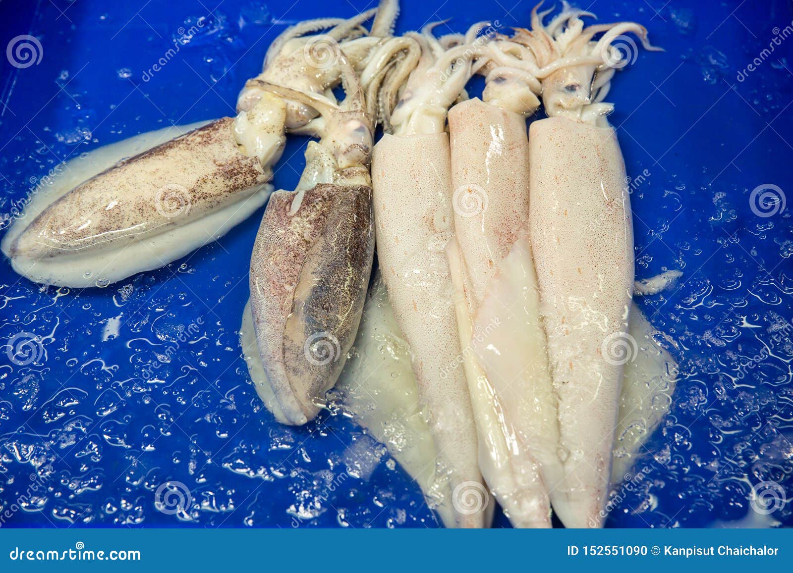 fresh octopus for sale fresh octopus for sale