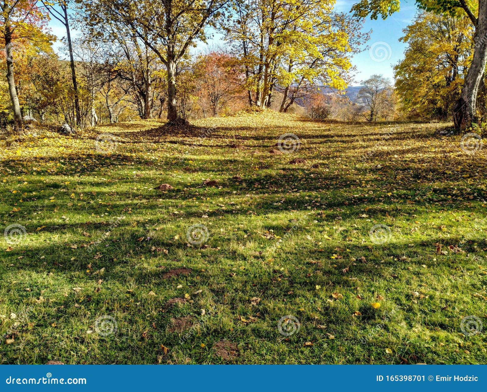 Meadow Green Grass for Relaxing Meditation in the Nature Surrounded by Colorful Trees in a Distant Natural Environment Stock - Image of ecology, environment: